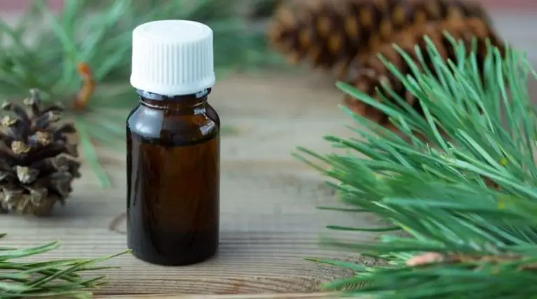 Pine Tar Oil Benefits For Hair Growth