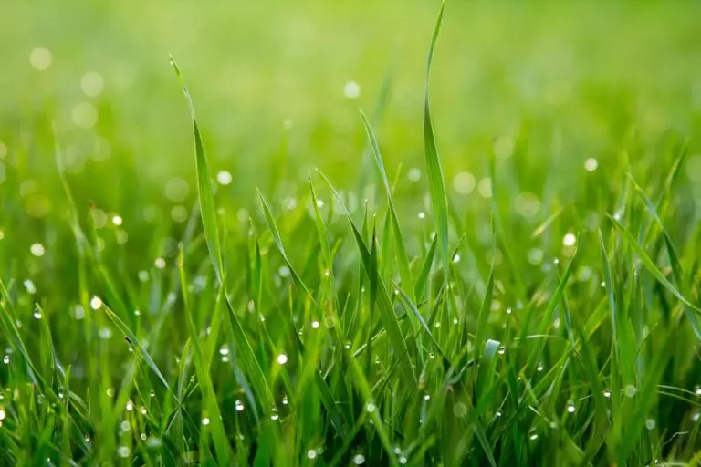 Does TSP Cleaner Affect Your Grass?